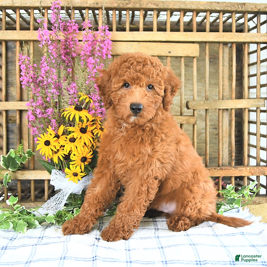 Mini Goldendoodle dogs for sale: Quinn - Image 3