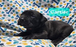 Cane Corso dogs for sale: Christian Dior - Image 3