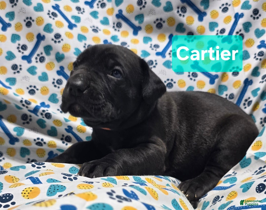 Cane Corso dogs for sale: Christian Dior - Image 3