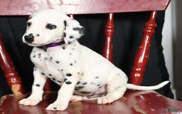 Dalmatian dogs for sale: Max - Image 3