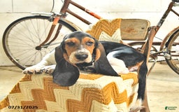 Basset Hound dogs for sale: Shanda - Image 12