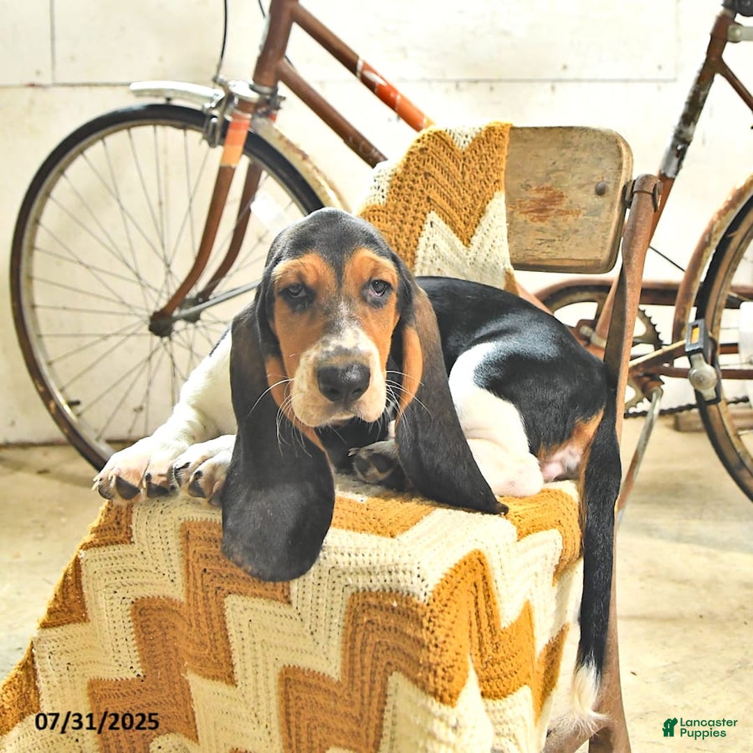 Basset Hound dogs for sale: Shanda - Image 12