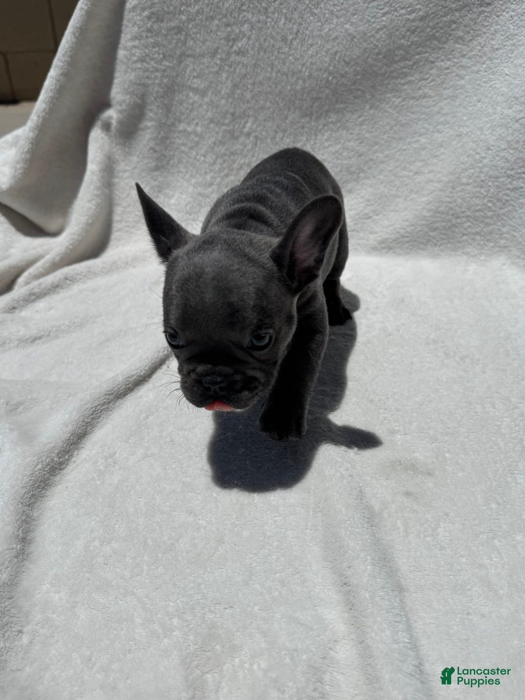 French Bulldog dogs for sale: Kitana - Image 6