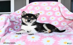 Shiba Inu dogs for sale: Molly - Image 2