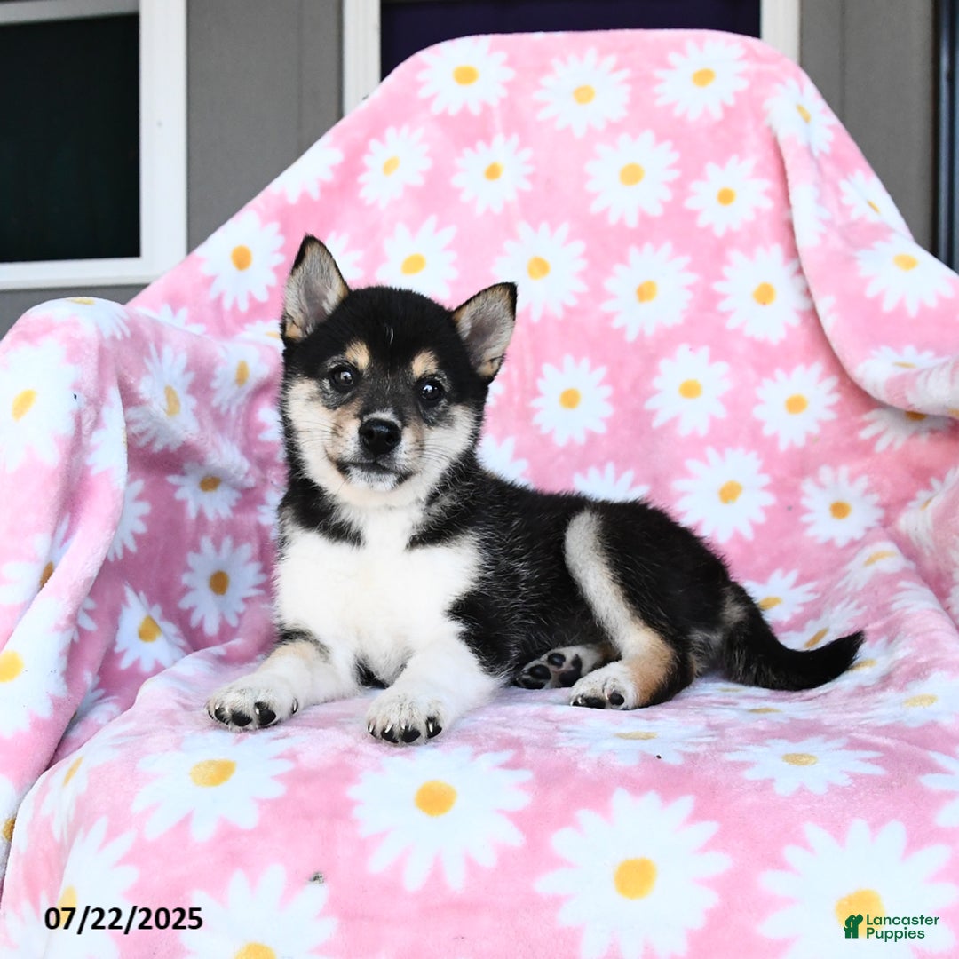 Shiba Inu dogs for sale: Molly - Image 2