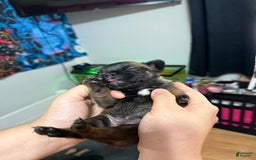 French Bulldog dogs for sale: Sleepy / Droopy - Image 2