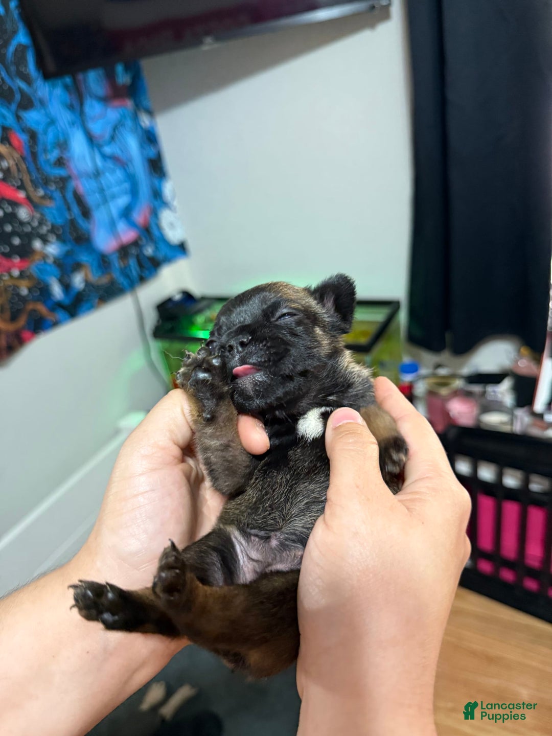 French Bulldog dogs for sale: Sleepy / Droopy - Image 2