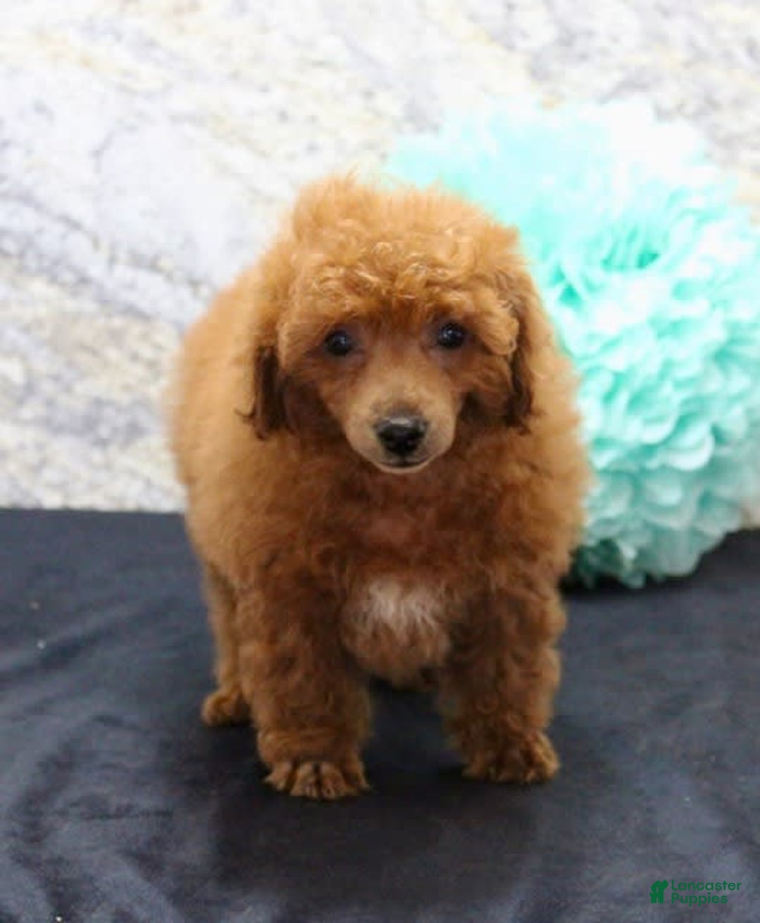 Miniature Poodle dogs for sale: Rolo - Image 2