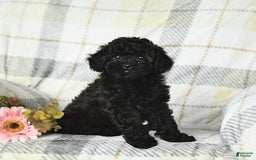 Miniature Poodle dogs for sale: Ginger - Image 5