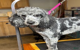 Standard Poodle dogs for sale: Freddie - Image 8