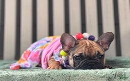 French Bulldog dogs for sale: Gabi - Image 3