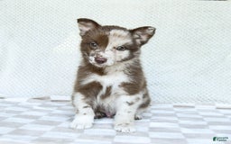 Pomsky dogs for sale: Buster - Image 3