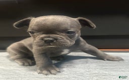French Bulldog dogs for sale: Ginger - Image 7