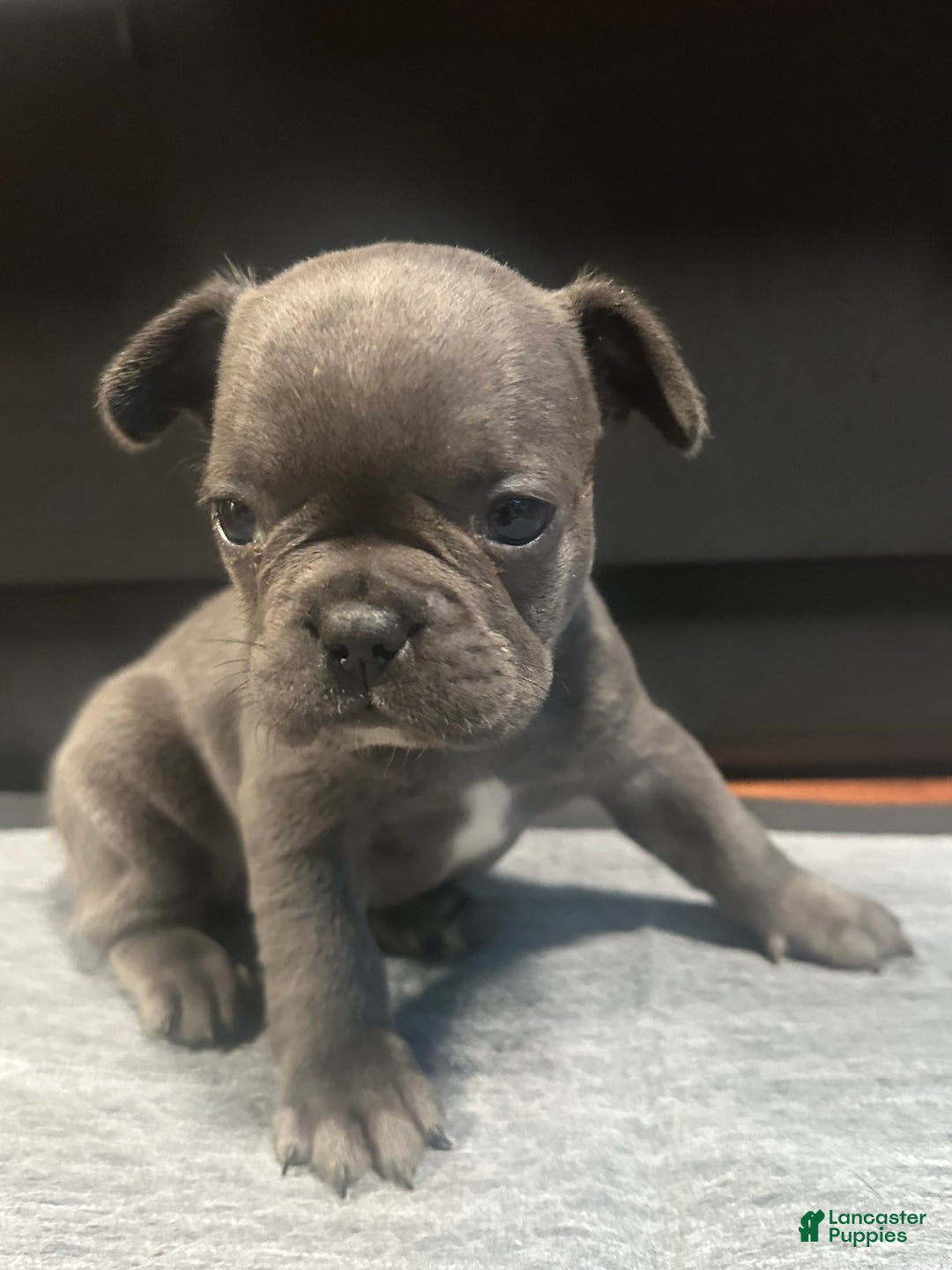 French Bulldog dogs for sale: Ginger - Image 7