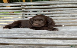 Cocker Spaniel dogs for sale: Cocker Spaniel 4 puppies - Image 30