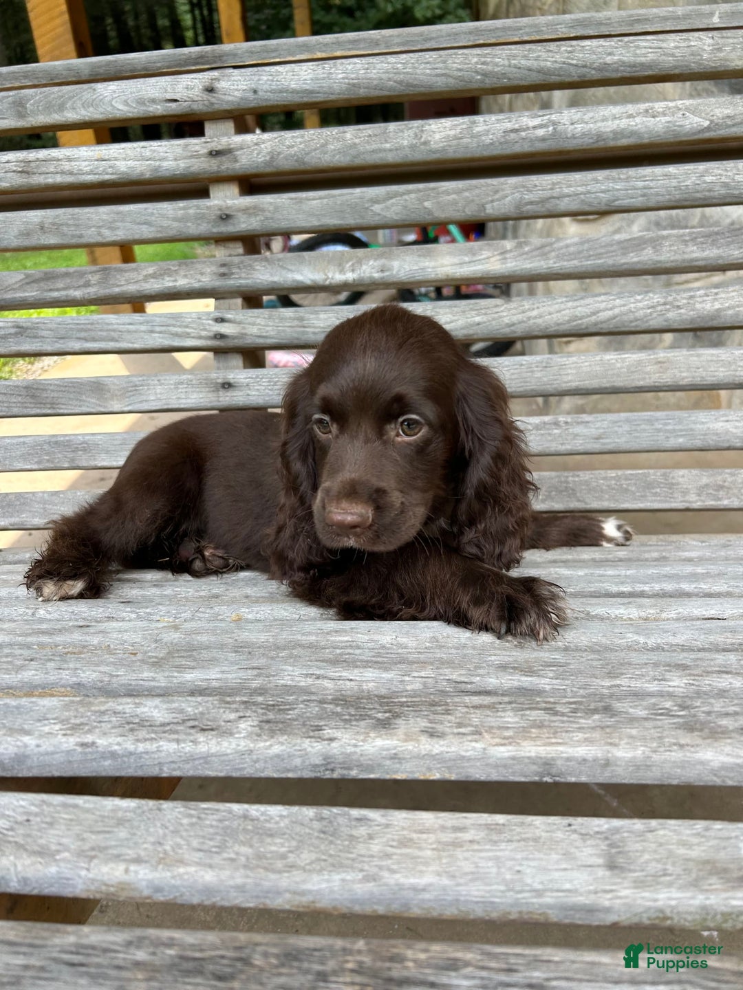 Cocker Spaniel dogs for sale: Cocker Spaniel 4 puppies - Image 30