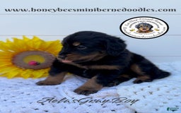 Mini Bernedoodle dogs for sale: Aelas Gray Boy - Image 4