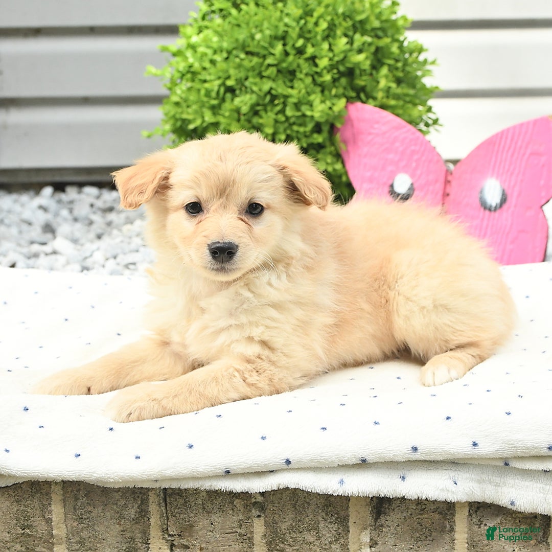 Pomeranian dogs for sale: Pomeranian 9 puppies - Image 19