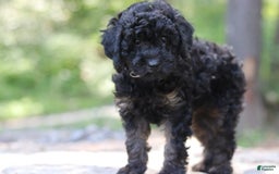 Miniature Poodle dogs for sale: Tessa - Image 1