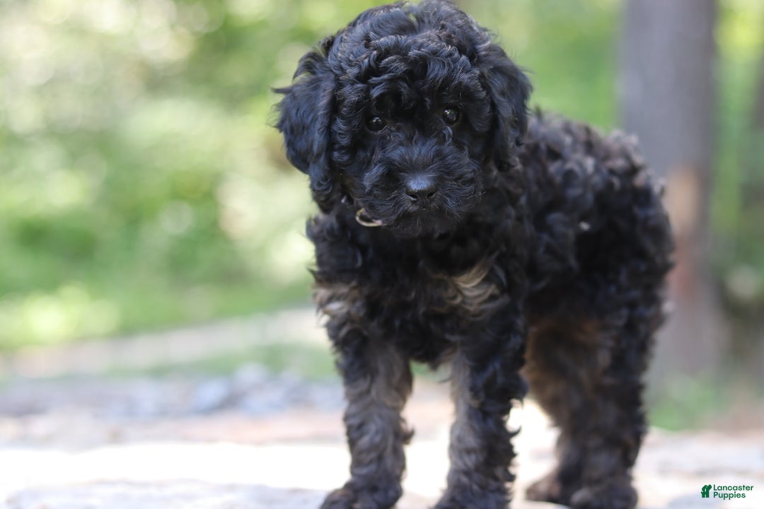 Miniature Poodle dogs for sale: Tessa - Image 1