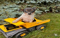 Rat Terrier dogs for sale: Samson - Image 7