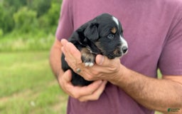 Australian Shepherd dogs for sale: Blaze - Image 3