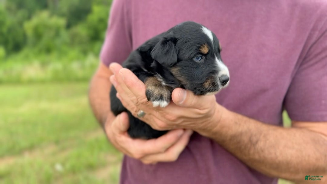 Australian Shepherd dogs for sale: Blaze - Image 3