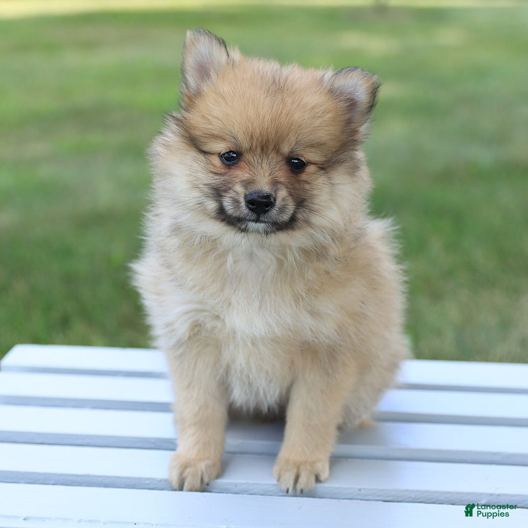Pomeranian dogs for sale: Teddy - Image 4