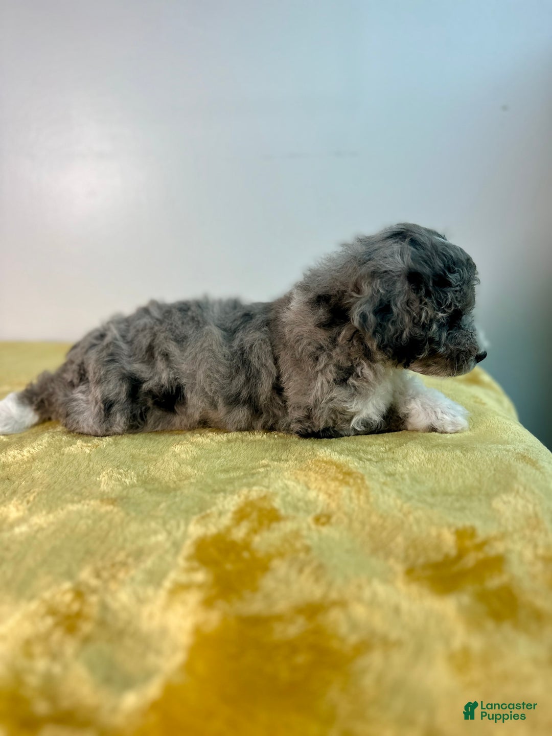 Mini Bernedoodle dogs for sale: Moon - Image 2