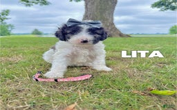 Saint Berdoodles dogs for sale: Lita- Standard F1b - Image 2