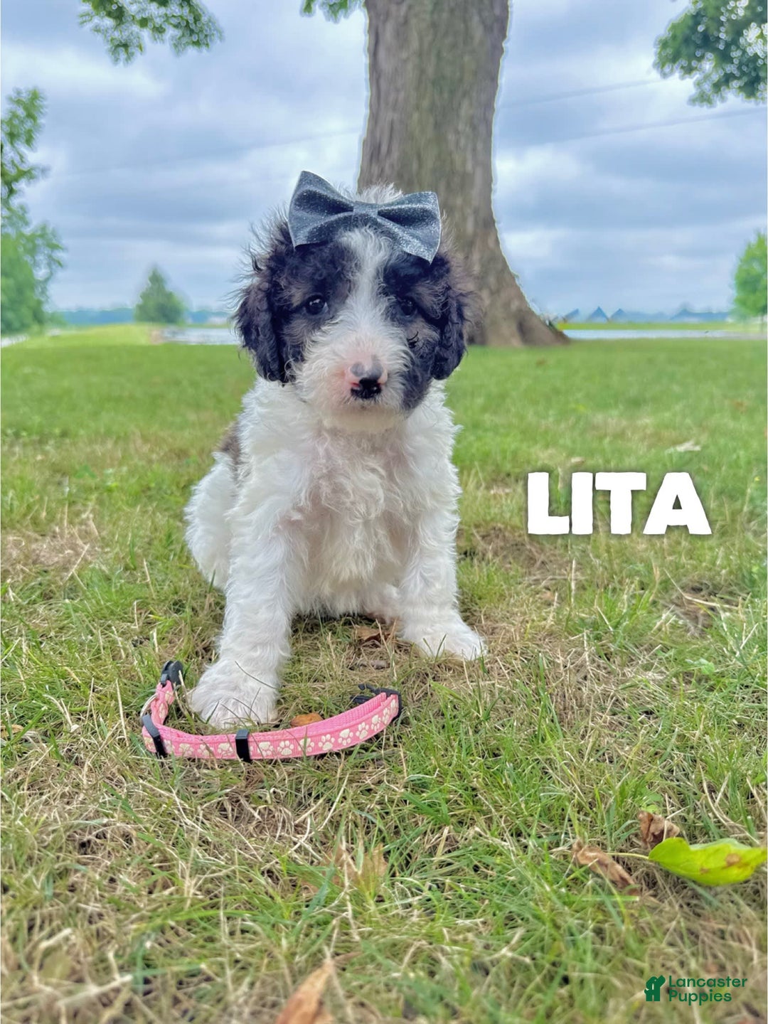 Saint Berdoodles dogs for sale: Lita- Standard F1b - Image 2