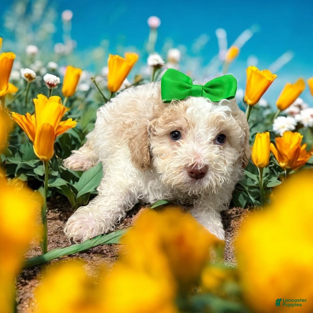 Cavapoo dogs for sale: Biscotti - Image 6
