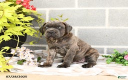 Cane Corso dogs for sale: Ivar - Image 2