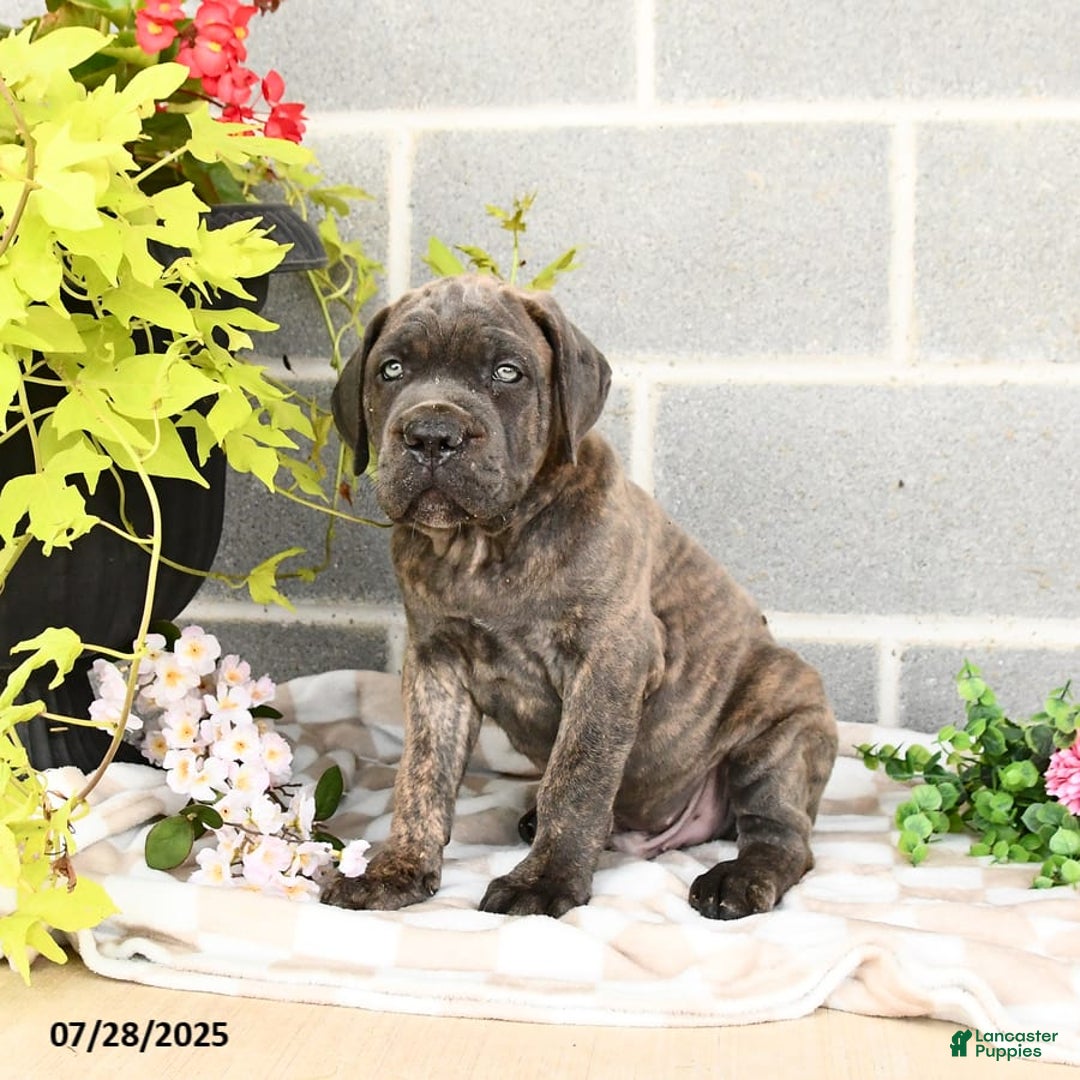 Cane Corso dogs for sale: Ivar - Image 2