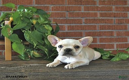 French Bulldog dogs for sale: Lily - Image 4