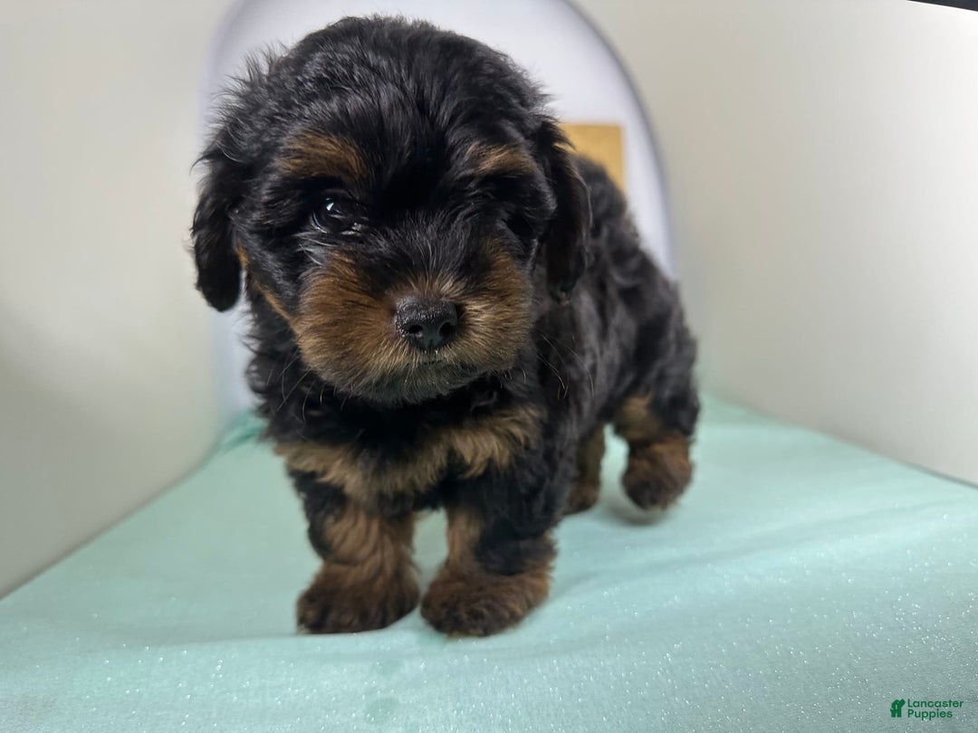 Yorkshire Terrier dogs for sale: Giselle - Image 5