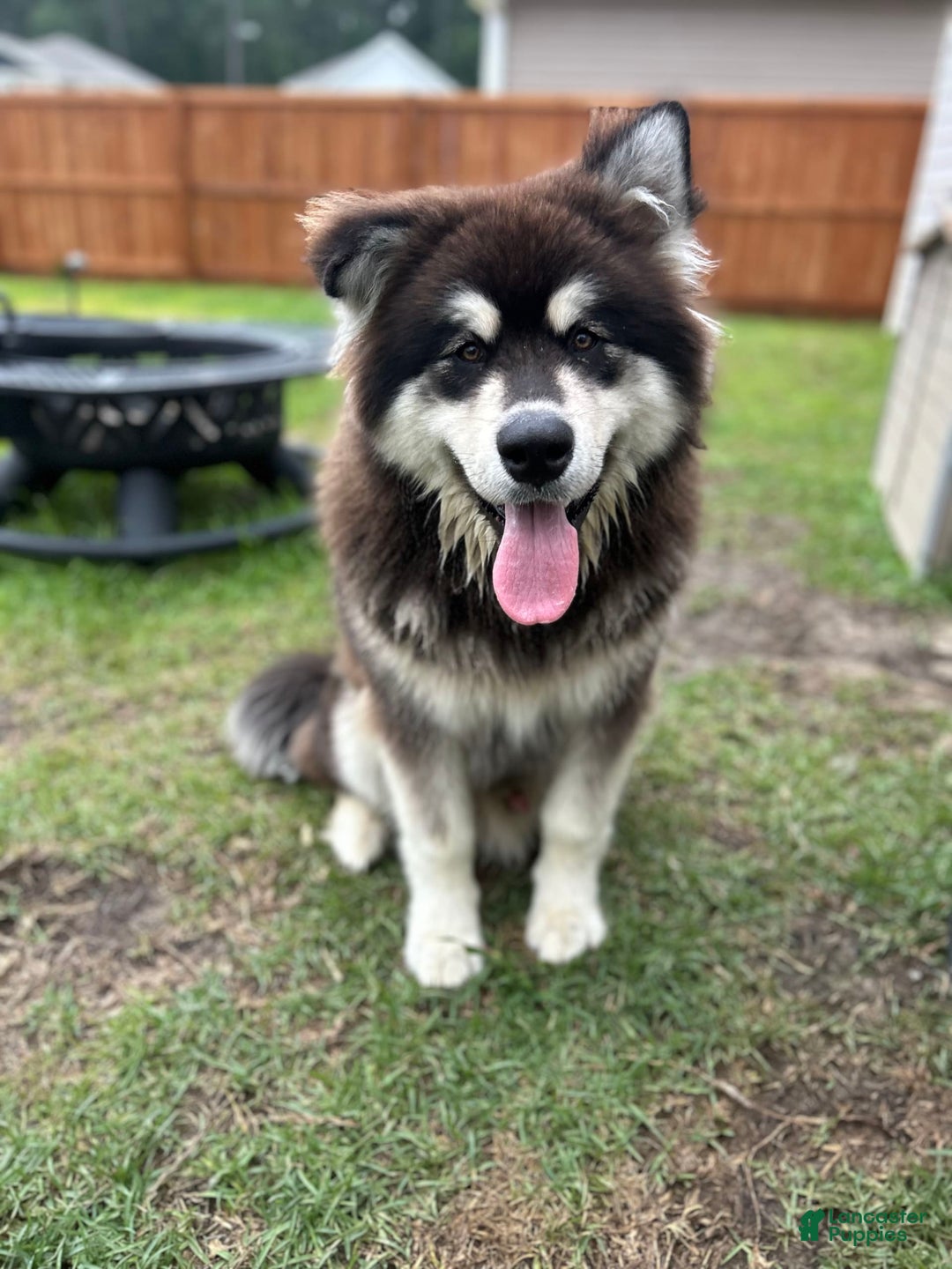Alaskan Malamute dogs for sale: Blaze - Image 4