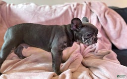 French Bulldog dogs for sale: Thor - Image 7