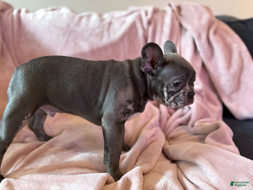 French Bulldog dogs for sale: Thor - Image 7