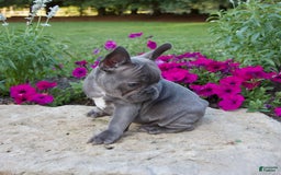 French Bulldog dogs for sale: Leo - Image 6