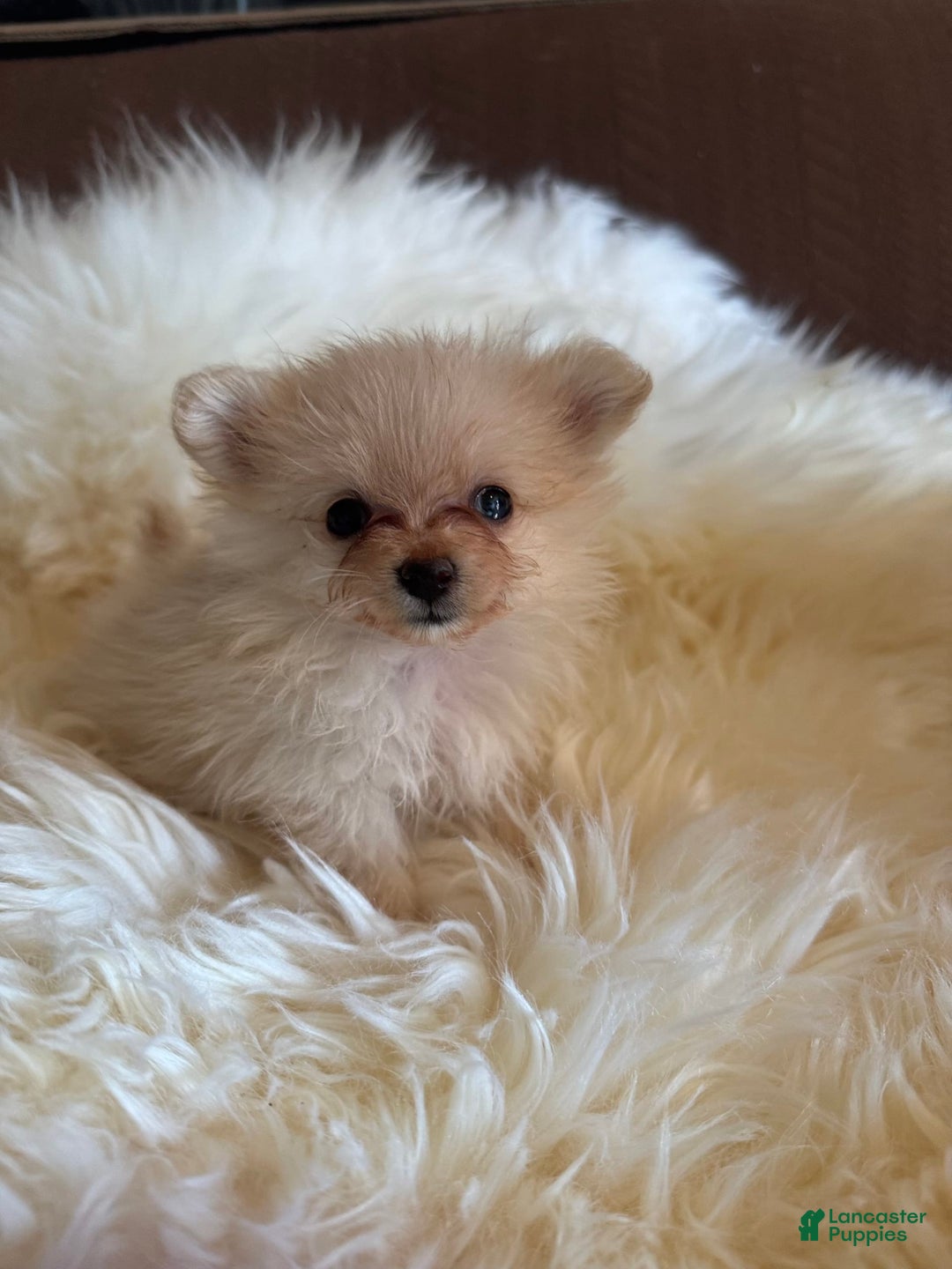 Pomeranian dogs for sale: Sussie - Image 2