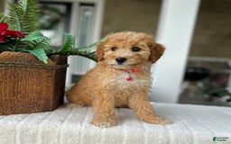 Mini Goldendoodle dogs for sale: Maizy - Image 2