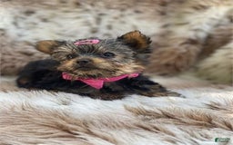 Yorkshire Terrier dogs for sale: Jenny - Image 1