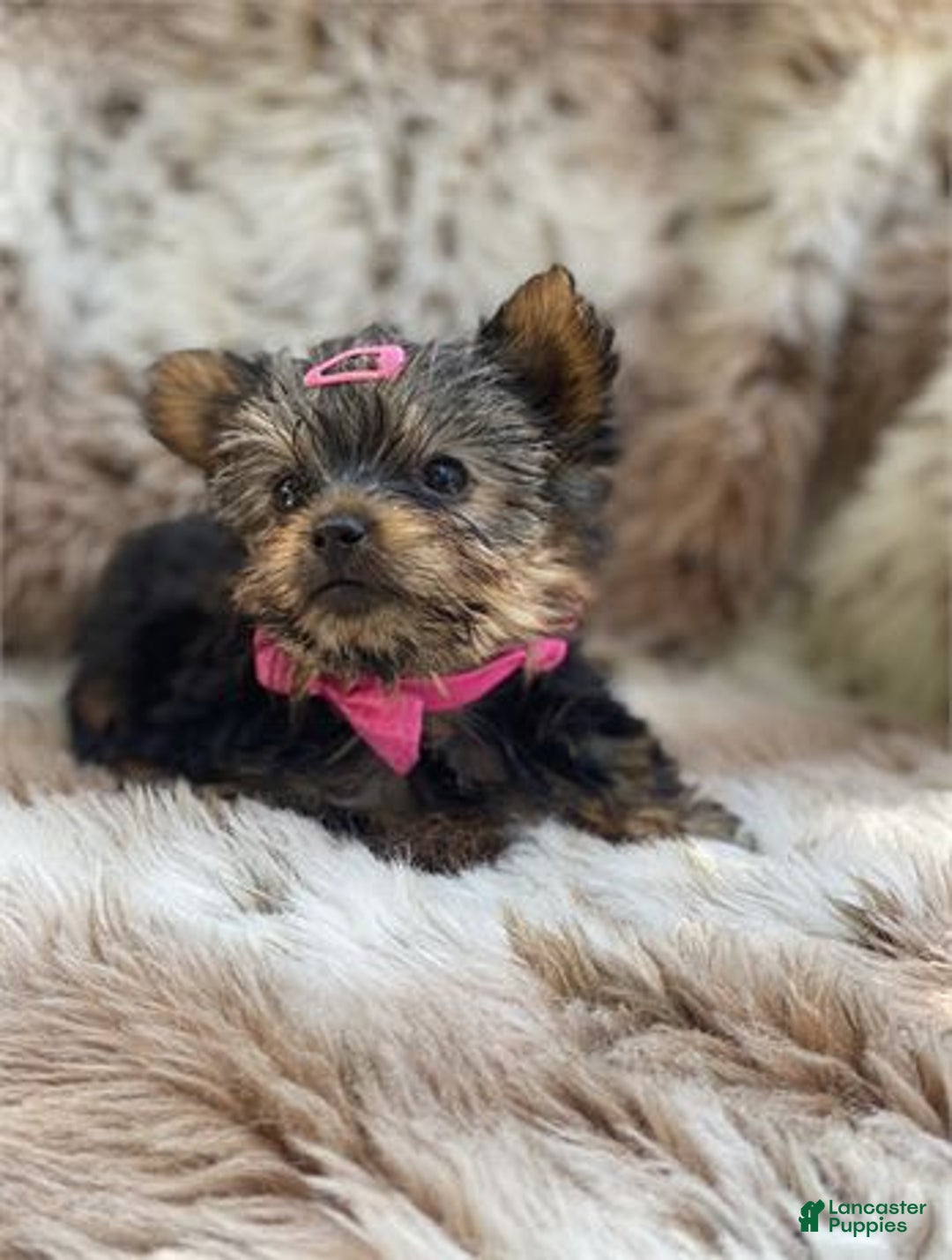 Yorkshire Terrier dogs for sale: Jenny - Image 1