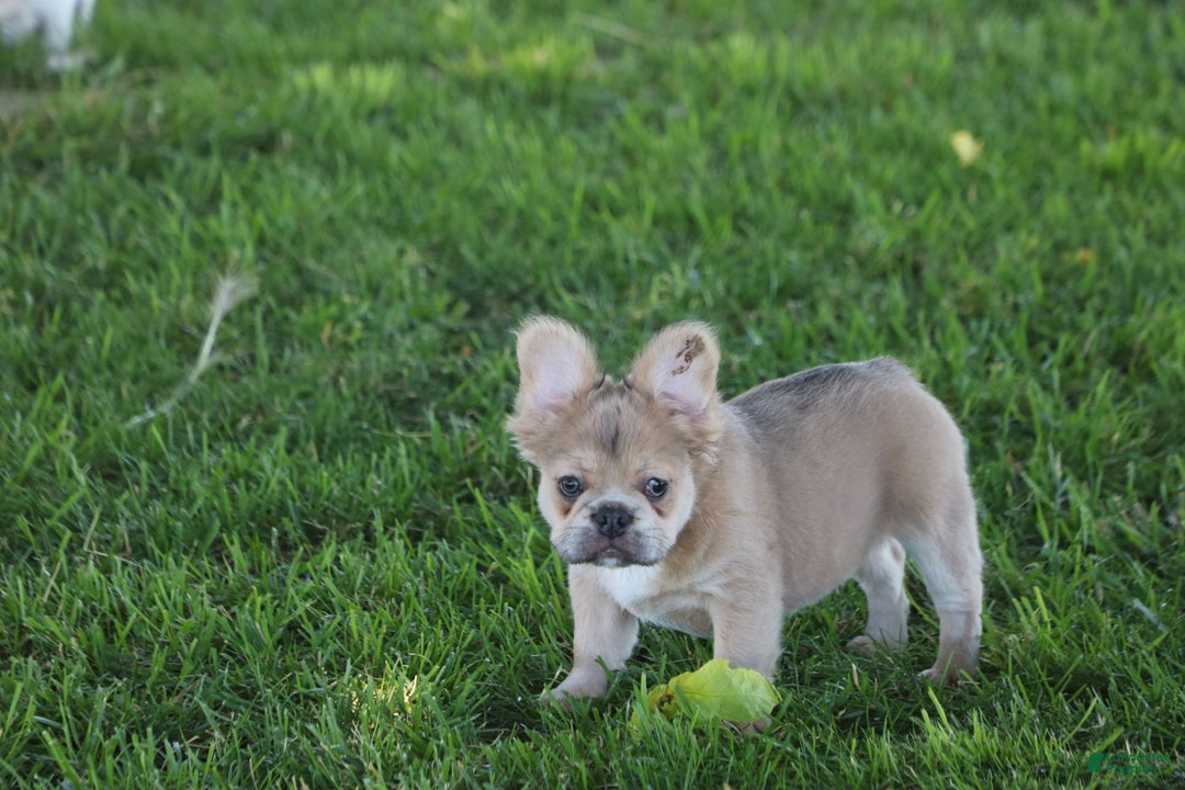 French Bulldog dogs for sale: French Bulldog 2 puppies - Image 1