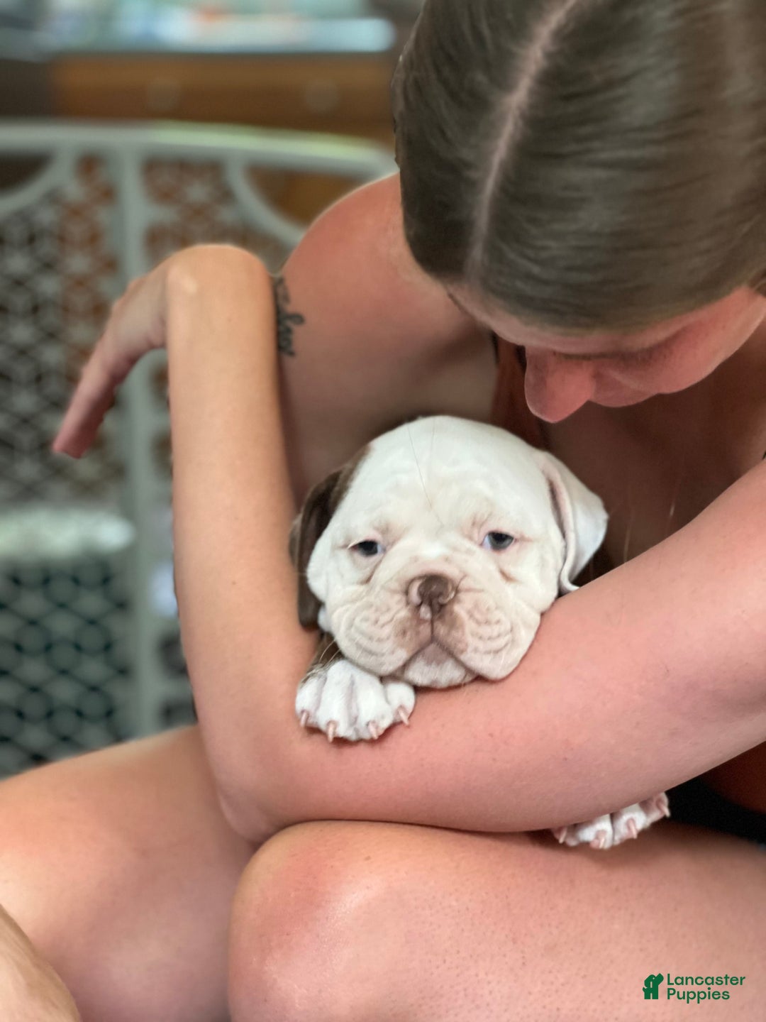 Olde English Bulldogge dogs for sale: Mien - Image 4