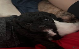 Shihpoo dogs for sale: Juno - Image 3