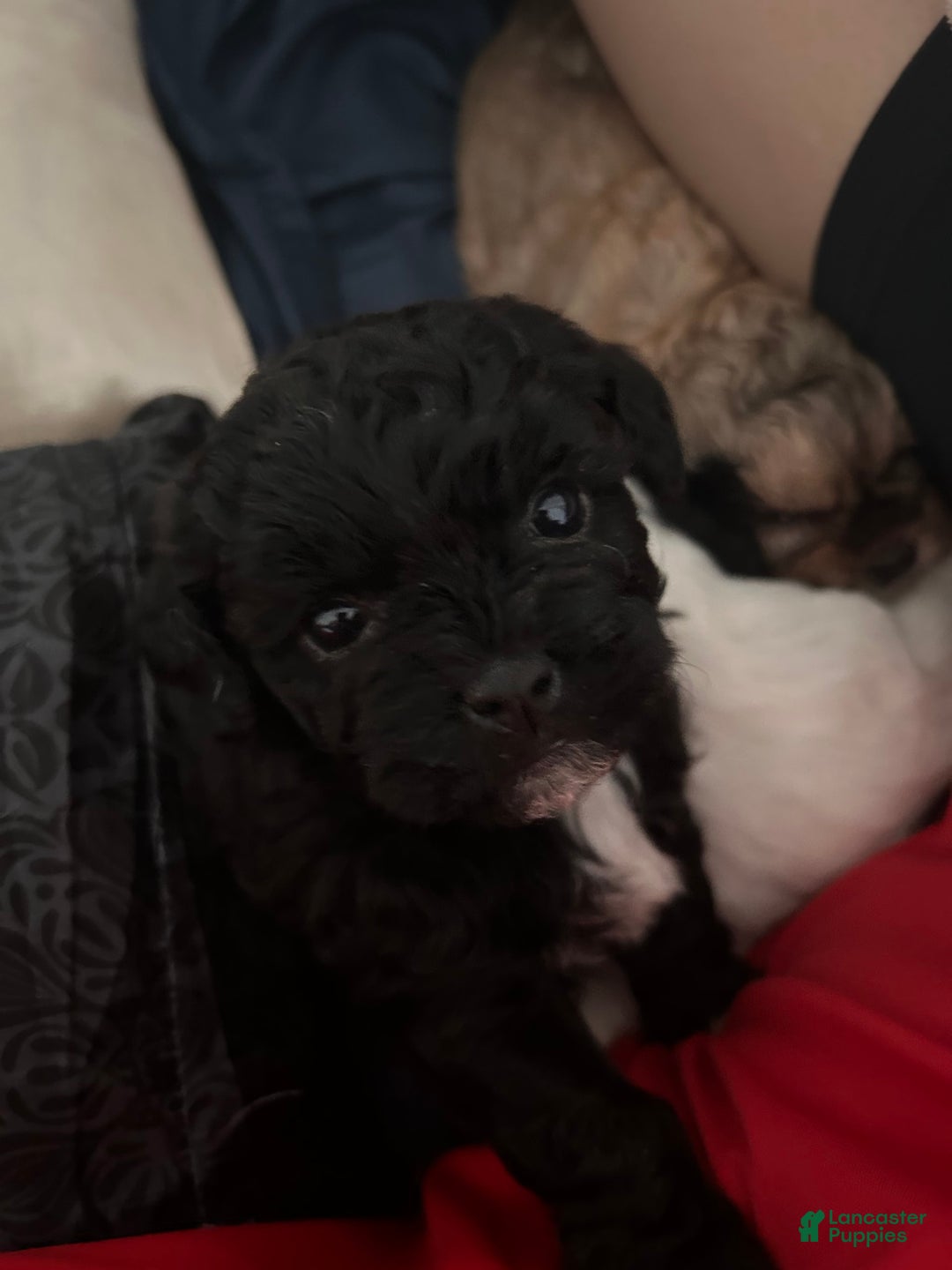 Shihpoo dogs for sale: Juno - Image 3