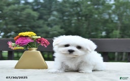 Maltese dogs for sale: Titus - Image 4