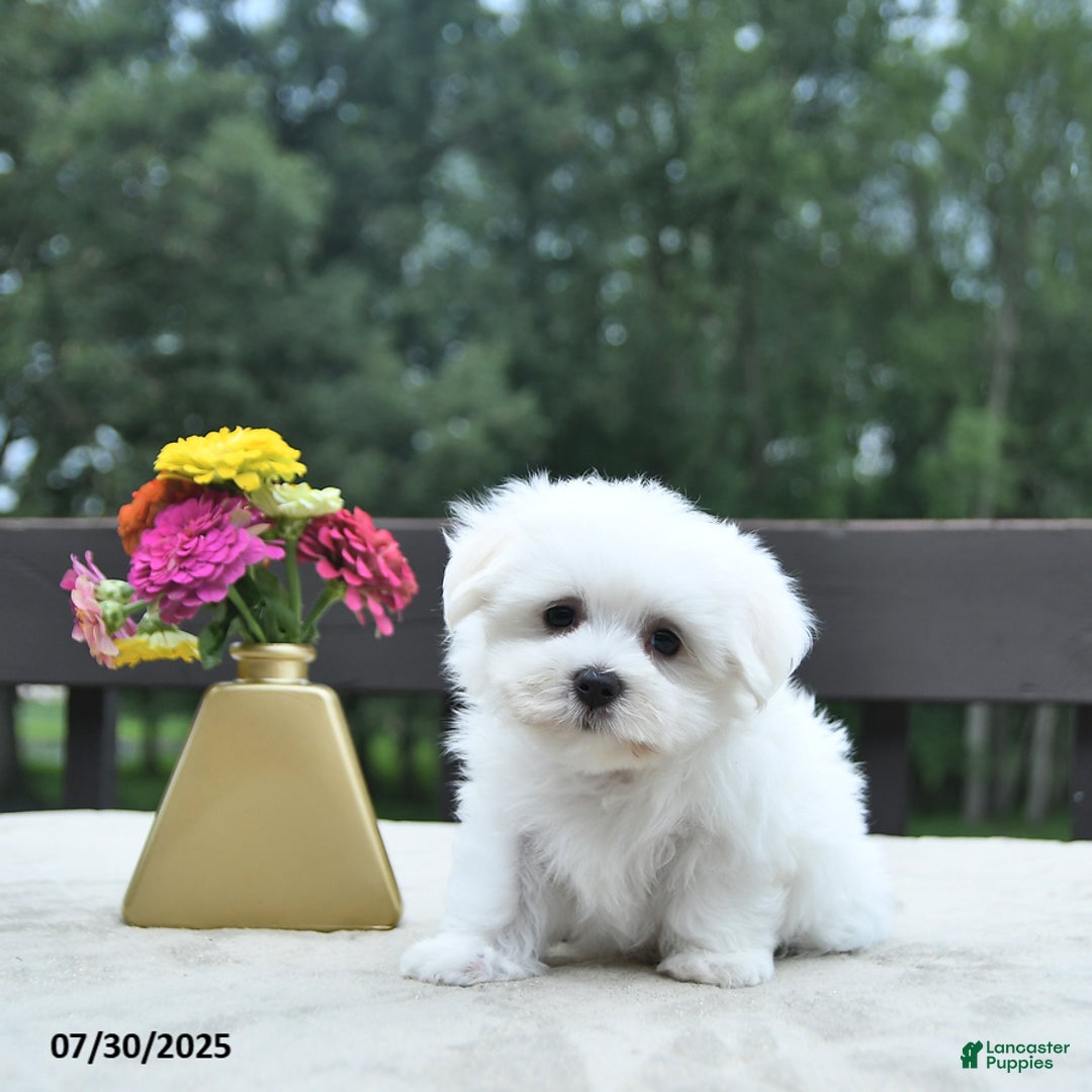 Maltese dogs for sale: Titus - Image 4